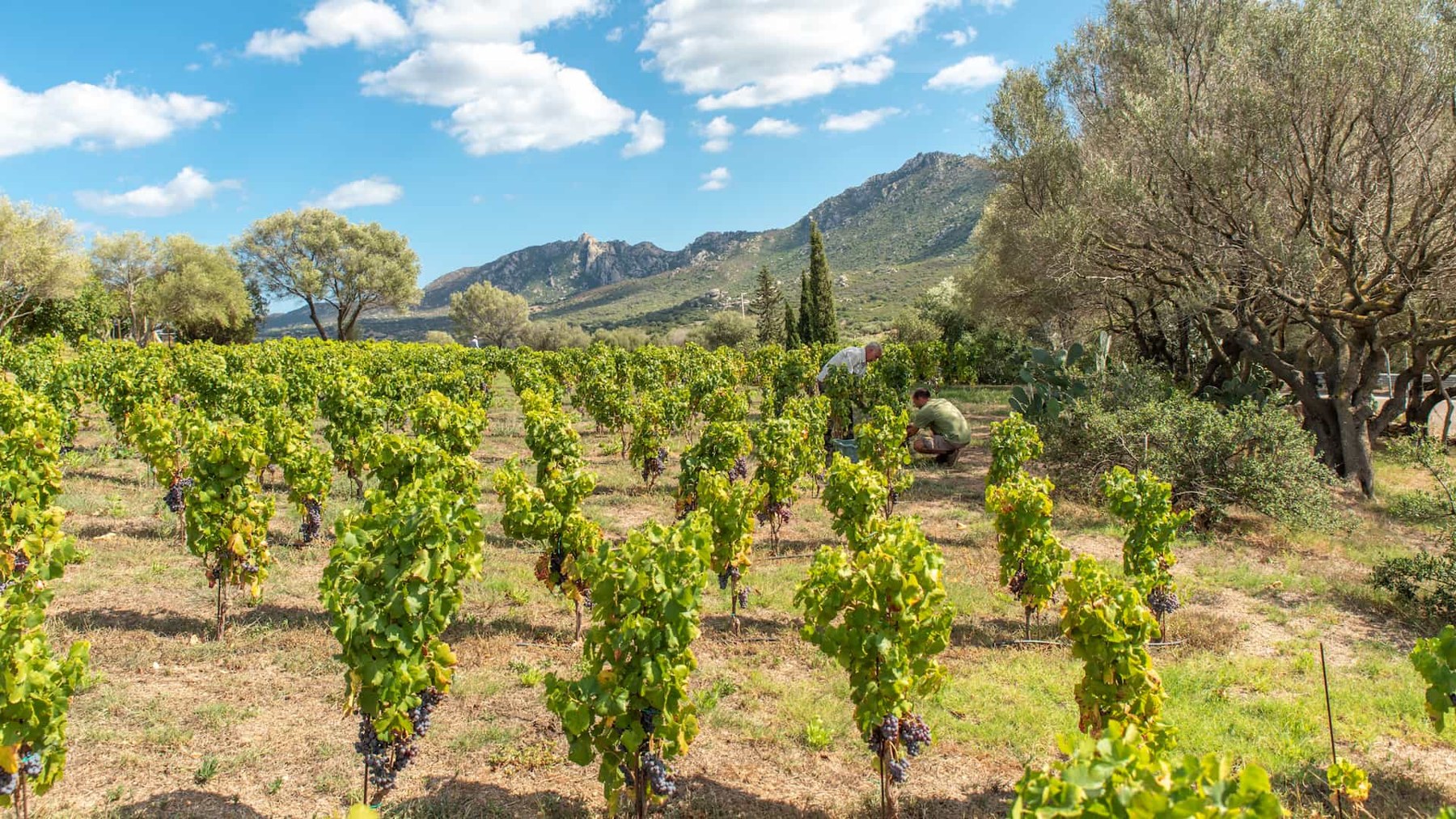 Vendemmia tra i filari di una vigna in Gallura, Cantina Murales